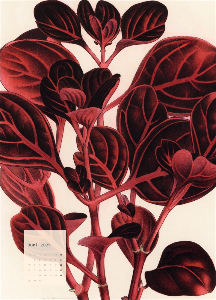 Botanicals
