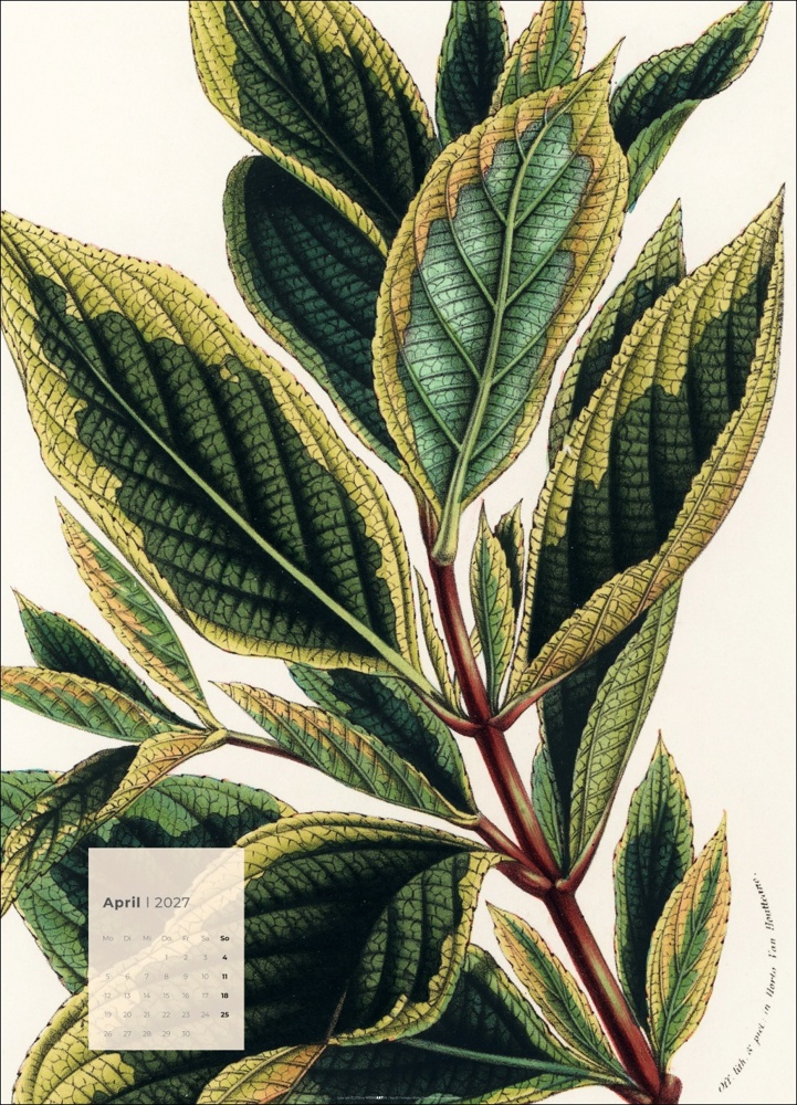 Botanicals